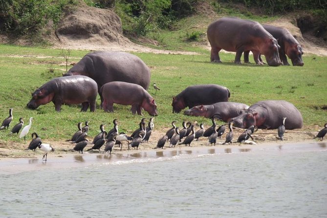 1 Day Akagera Game Drive Safari - Key points to know before booking