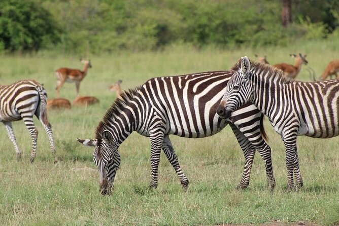 1 Day Akagera Game Drive Safari - Why Akagera makes sense for a one-day safari