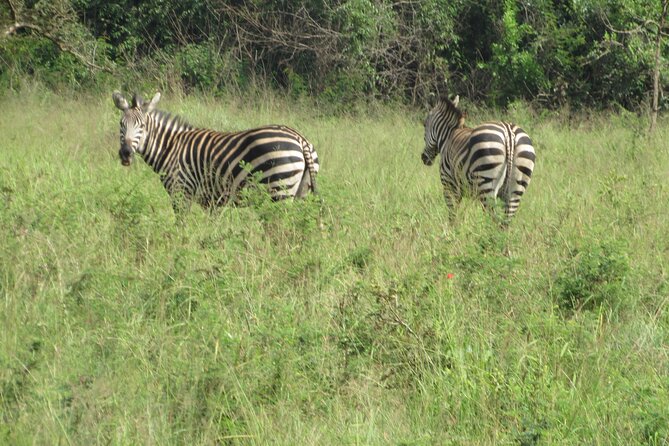 1 Day Akagera Game Drive Safari - What the game drive can feel like