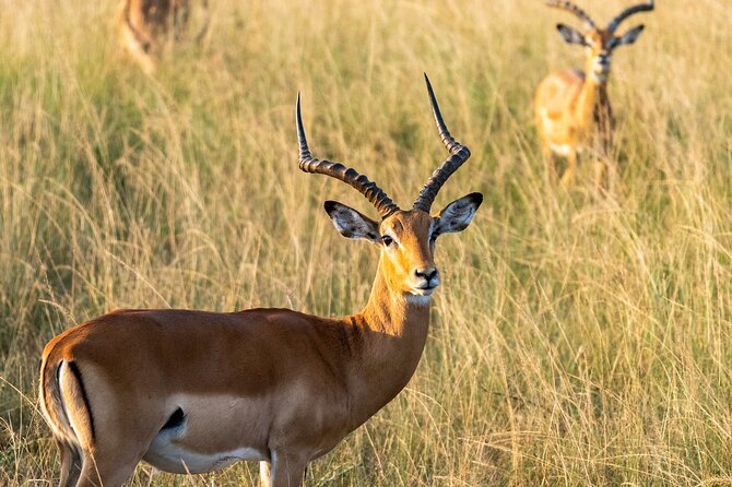 1-Day Akagera National Park Safari Experience - Key points to know before booking