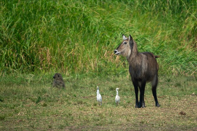 1-Day Akagera National Park Safari Experience - Leaving Kigali at 5:00 am