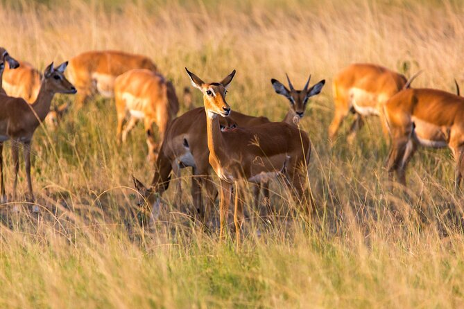 1-Day Akagera National Park Safari Experience - Six hours of game viewing