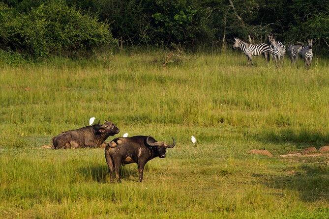 1-Day Akagera National Park Safari Experience - The Big Five, plus Akagera’s smaller surprises