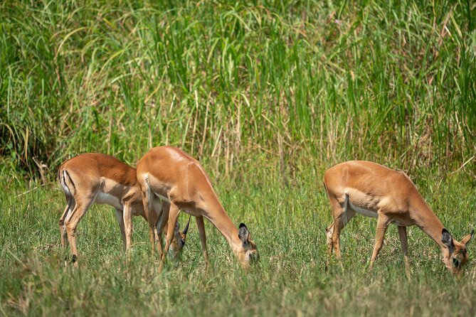 1-Day Akagera National Park Safari Experience - Lake Ihema and the water-rich side of Akagera