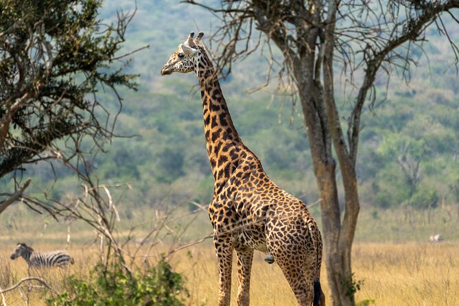 1-Day Akagera National Park Safari Experience - What the $594 price includes
