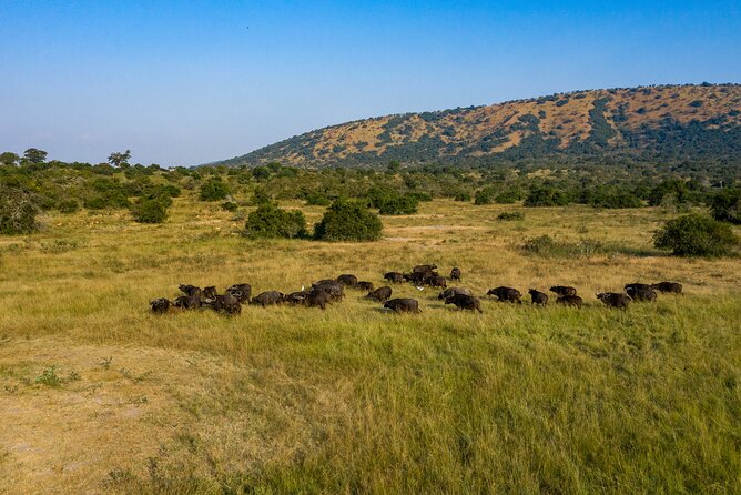 1-Day Akagera National Park Safari Experience - The long return to Kigali
