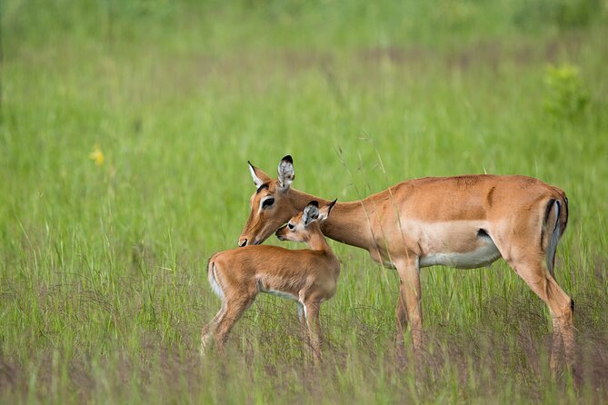 1-Day Akagera National Park Safari Experience - Who should book this Akagera safari?