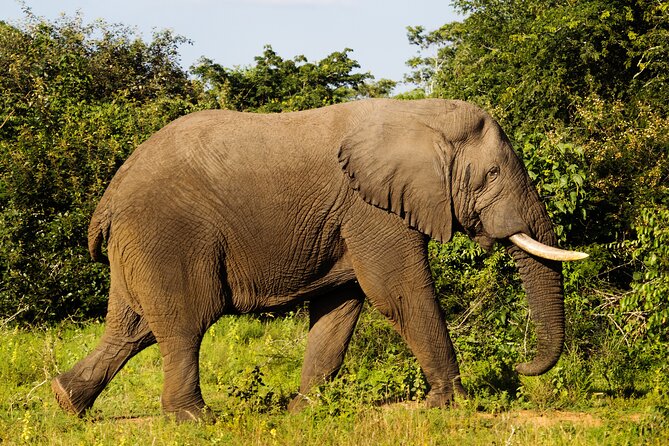 1-Day Akagera National Park Safari Experience - Entering Rwanda’s Big Five park