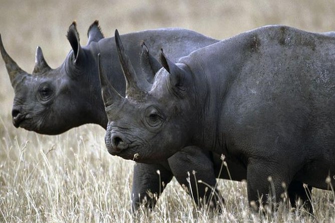 1 Day Akagera Wildlife Safari ( 2 Pax Min) - Why Akagera makes sense for a one-day safari