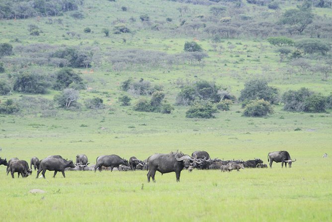 1 Day Akagera Wildlife Safari ( 2 Pax Min) - The animals you may see