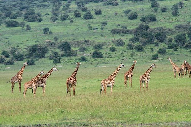 1 Day Akagera Wildlife Safari ( 2 Pax Min) - Guides and communication