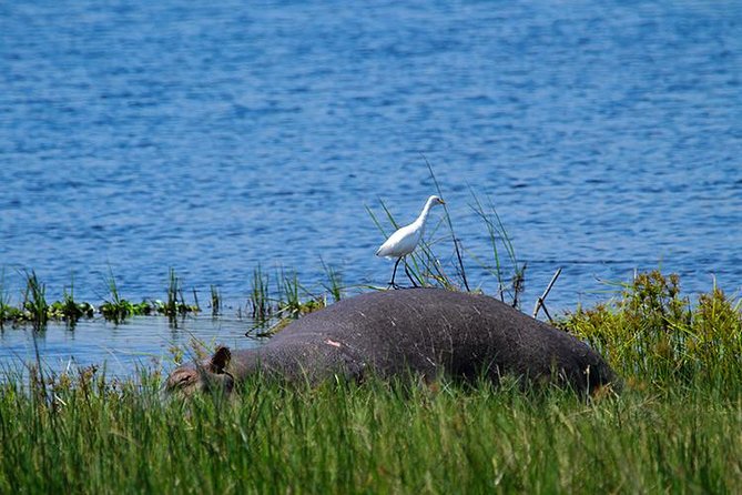 1 Day Akagera Wildlife Safaris Rwanda (2 Pax Min) - Why Akagera makes a strong Kigali add-on