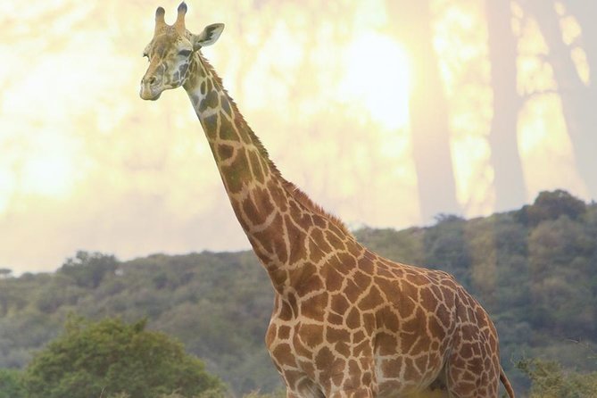 1 Day Akagera Wildlife Safaris Rwanda (2 Pax Min) - The Big Five question: exciting, but never guaranteed