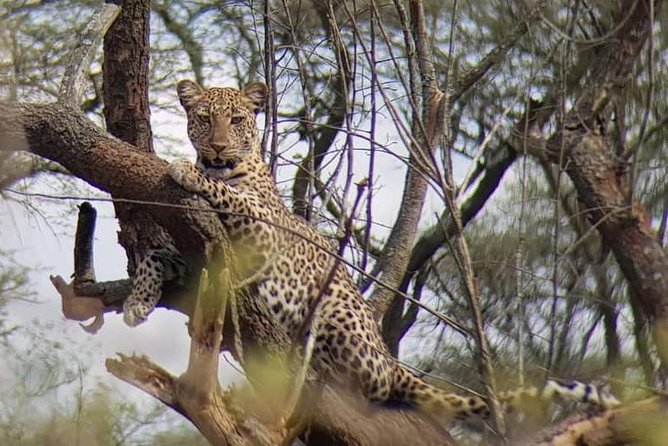 1 Day Akagera Wildlife Safaris Rwanda (2 Pax Min) - Transport, comfort, and the open-roof question