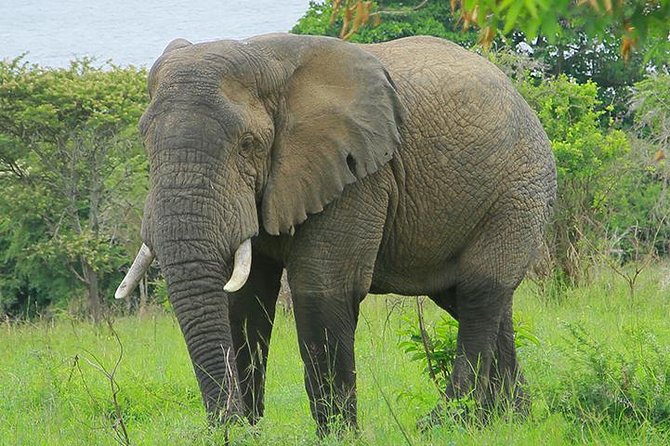 1 Day Akagera Wildlife Safaris Rwanda (2 Pax Min) - The 5:00 a.m. pickup from Kigali