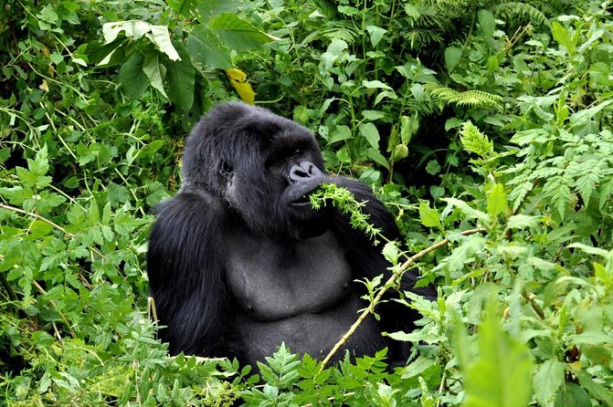 1-Day Bisoke Volcano Hiking Experience - The 4:00 am departure from Kigali