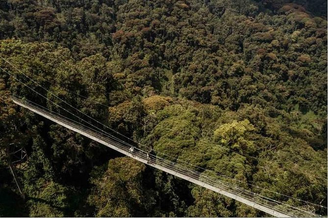 1 Day Canopy Walk Adventure in Nyungwe Forest National Park - Key points at a glance