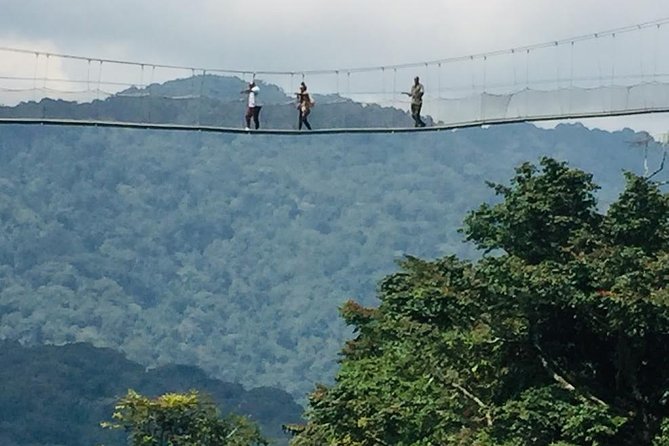 1 Day Canopy walk way in Nyungwe Natioinal park - Gisakura tea plantations: a useful first stop