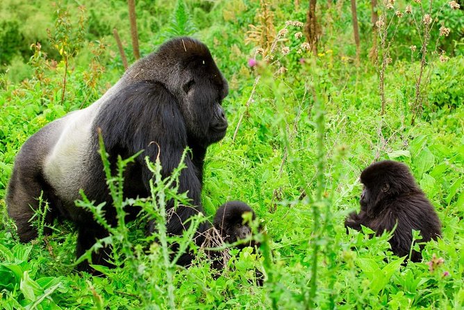 1 Day Gorilla Trekking Safari Tour - The 4:30 a.m. road to Ruhengeri