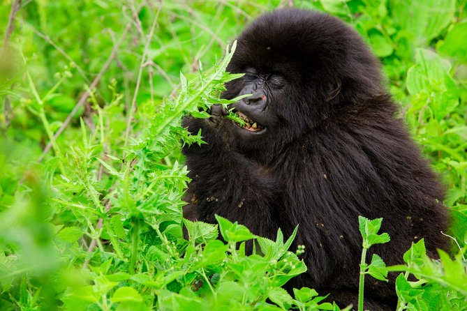 1 Day Gorilla Trekking Safari Tour - One to eight hours on foot