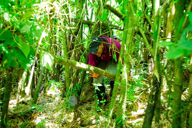 1 Day Gorilla Trekking Safari Tour - Meeting a family beneath the volcanoes