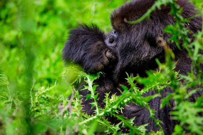 1 Day Gorilla Trekking Safari Tour - Kinigi briefing at 8:30 a.m.