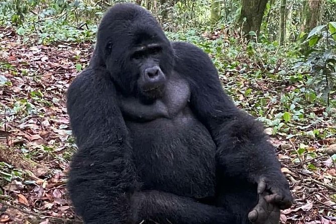 1 Day Gorilla Trekking Uganda - Key points to know before booking