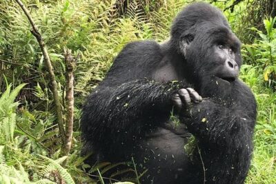 1 Day Gorilla Trekking Uganda