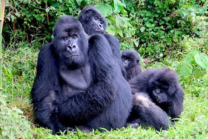 1 Day Gorilla trekking volcanoes national park - Why the Private 4x4 Matters