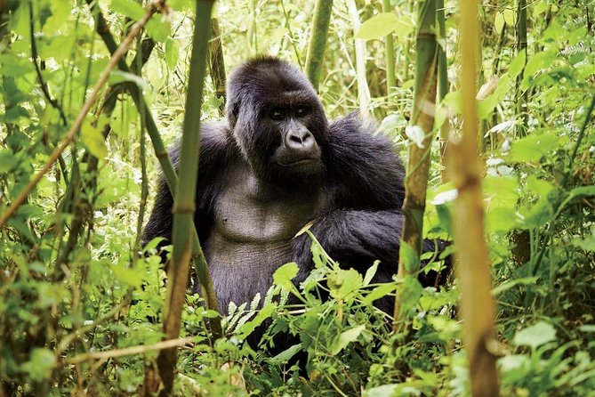 1 Day Gorilla trekking volcanoes national park - Booking, Cancellation, and What Is Not Included