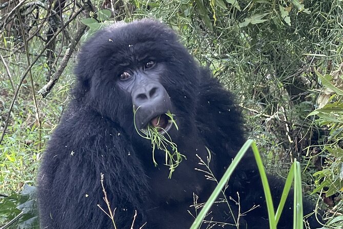 1 Day Guided Gorilla Trekking Safari Experience in Rwanda - Who will enjoy this most