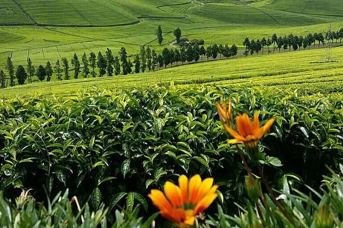 1-Day Lake Kivu Karongi Boat Cruise & Coffee farming with Lunch - What to expect from the Napoleon Island climb