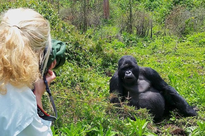 1-Day Rwanda Gorilla Tour - What makes this tour worth considering