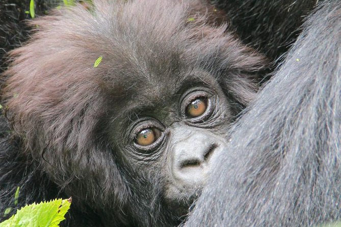 1-Day Rwanda Gorilla Tour - Leaving Kigali at 4:30 am