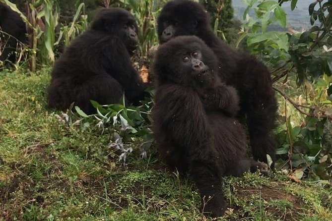 1-Day Rwanda Gorilla Tour - Why the small group matters