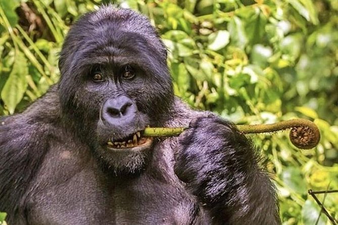 1-Day Rwanda Gorilla Tour - Lunch, water, and the long ride home