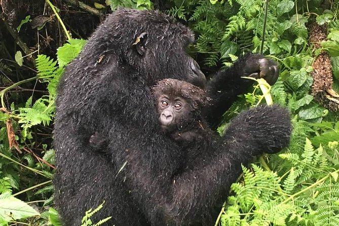 1-Day Rwanda Gorilla Tour - Fitness, weather, and what to prepare