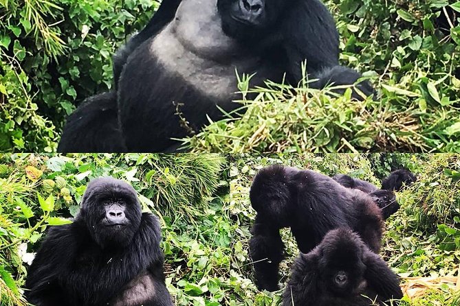 1-Day Rwanda Gorilla Tour - Who will get the most from this day