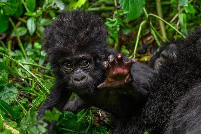 1 Day Rwanda Gorilla Trekking - The early drive from Kigali to Musanze