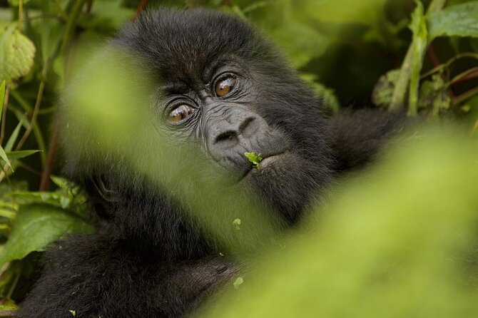 1 Day Rwanda Gorilla Trekking - One hour with the mountain gorillas