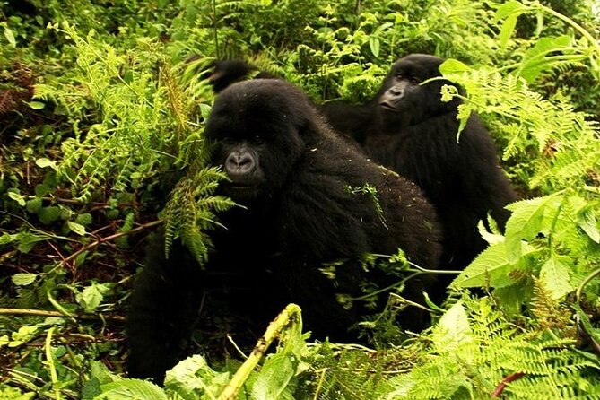 1 Day Rwanda Gorilla Trekking - Lunch and the road to Ibyiwacu