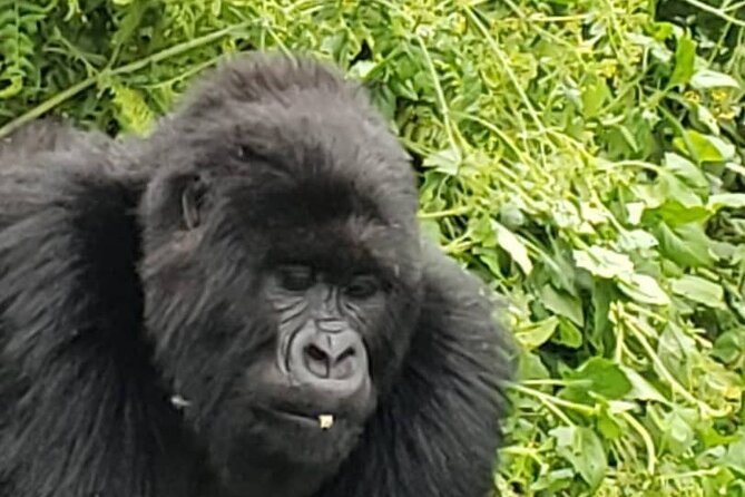 1 Day Rwanda Gorilla Trekking - Gasumo Waterfall and the final return