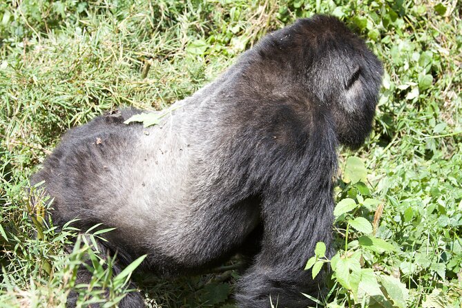 1 Day Rwanda Gorilla Trekking Tour - The 4:30 am departure from Kigali