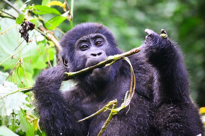 1 Day Rwanda Gorilla Trekking Tour - Kinigi briefing at 8:30 am