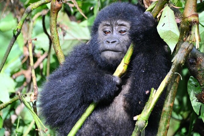 1 Day Rwanda Gorilla Trekking Tour - How difficult is this private trek?