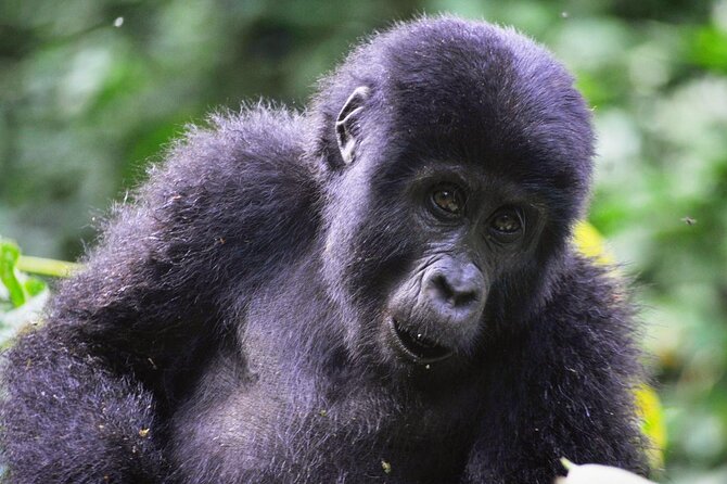 1 Day Rwanda Gorilla Trekking Tour - Is $2,687 per person good value?