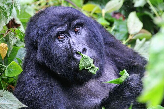 1 Day Rwanda Gorilla Trekking Tour - What the company’s service may be like