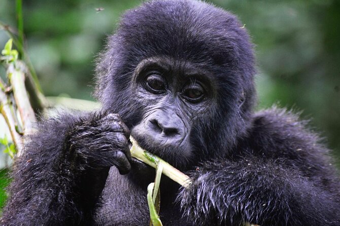 1 Day Rwanda Gorilla Trekking Tour - Cancellation and booking details