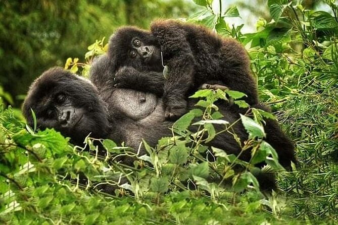 1 Day Rwanda Gorilla Trekking Tour In The Volcanoes National Park - Why This Kigali Gorilla Trip Works