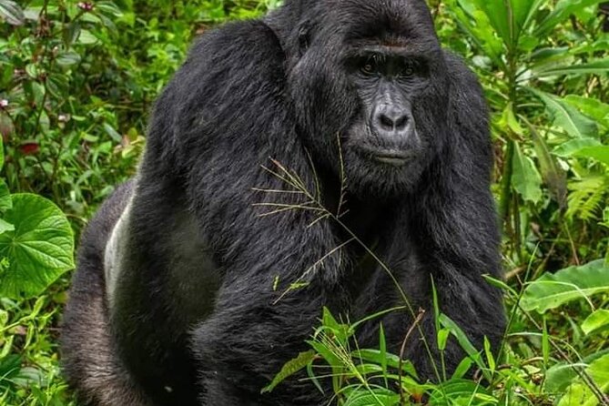 1 Day Rwanda Gorilla Trekking Tour In The Volcanoes National Park - Two to Five Hours on the Gorilla Trek